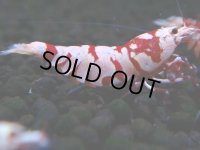 373　R【20期目突入記念！】RED FANCY TIGER FULL ADULT メス確定30連発！