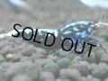 332　H【20期目突入記念！】BMG メス 超特価50連発！