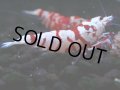 377　R【20期目突入記念！】RED FANCY TIGER FULL ADULT メス確定30連発！