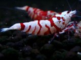377　R【20期目突入記念！】RED FANCY TIGER FULL ADULT メス確定30連発！