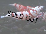 377　R【20期目突入記念！】RED FANCY TIGER FULL ADULT メス確定30連発！