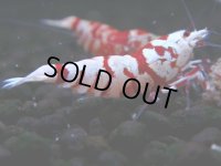 377　R【20期目突入記念！】RED FANCY TIGER FULL ADULT メス確定30連発！