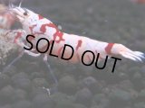 396　R【20期目突入記念！】RED FANCY TIGER FULL ADULT メス確定30連発！
