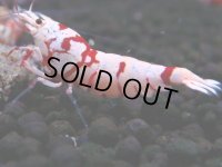 396　R【20期目突入記念！】RED FANCY TIGER FULL ADULT メス確定30連発！