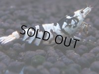 176　K【20期目突入記念！】BLACK FANCY TIGER アダルトメス確定！