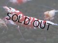 374　R【20期目突入記念！】RED FANCY TIGER FULL ADULT メス確定30連発！