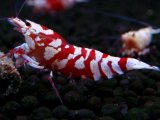 374　R【20期目突入記念！】RED FANCY TIGER FULL ADULT メス確定30連発！