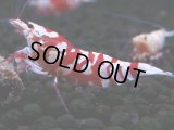 374　R【20期目突入記念！】RED FANCY TIGER FULL ADULT メス確定30連発！