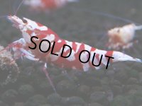 374　R【20期目突入記念！】RED FANCY TIGER FULL ADULT メス確定30連発！