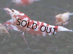 画像1: 374　R【20期目突入記念！】RED FANCY TIGER FULL ADULT メス確定30連発！