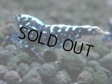 307　H【20期目突入記念！】BMG メス 超特価50連発！