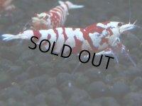 184　P【20期目突入記念！】RFT KOREA ECOPIA 究極に近づくためのエビ！