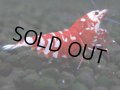 384　R【20期目突入記念！】RED FANCY TIGER FULL ADULT メス確定30連発！