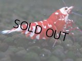 384　R【20期目突入記念！】RED FANCY TIGER FULL ADULT メス確定30連発！