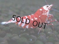 384　R【20期目突入記念！】RED FANCY TIGER FULL ADULT メス確定30連発！