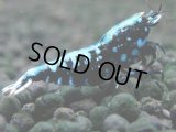 328　H【20期目突入記念！】BMG メス 超特価50連発！