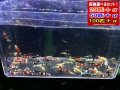 新種系色々MIX お宝ミックス選別漏れ（送料込み）