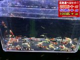 新種系色々MIX お宝ミックス選別漏れ（送料込み）