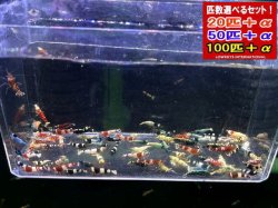 画像1: 新種系色々MIX お宝ミックス選別漏れ（送料込み）