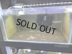 画像1: 001　H【スプリットタイムセール！】ebisquid 45水槽内丸ごと30匹+αセット