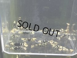 画像2: 016　A【スプリットタイムセール！】小さ目きれい目ミドルハイ BFT 画像プラケ内丸ごとセット