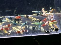画像3: 新種系色々MIX お宝ミックス選別漏れ（送料込み）