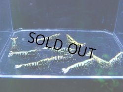 画像2: 011　A【スプリットタイムセール！】Fan Shrimp ド派手ブラックギャラクシー 抱卵含む10匹セット