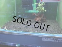 010　K【スプリットタイムセール！】PURPLE血統 30キューブ水槽内丸ごとセット