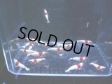 007　R【スプリットタイムセール！】人気のPRLモスラサイズ小 画像プラケ内丸ごとセット