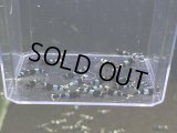 025　C【スプリットタイムセール！】ブルパン プラケース丸ごとセット