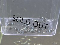 025　C【スプリットタイムセール！】ブルパン プラケース丸ごとセット