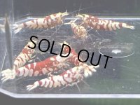 019　H【スプリットタイムセール！】RFT アダルトハイボディメス中心！ 画像プラケ内丸ごとセット