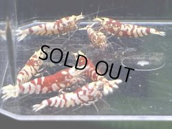 画像1: 019　H【スプリットタイムセール！】RFT アダルトハイボディメス中心！ 画像プラケ内丸ごとセット