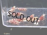 029　C【スプリットタイムセール！】RED FANCY TIGER フルボディ種親♀ オール2センチオーバー  プラケース丸ごとセット
