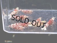 029　C【スプリットタイムセール！】RED FANCY TIGER フルボディ種親♀ オール2センチオーバー  プラケース丸ごとセット