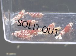 画像1: 029　C【スプリットタイムセール！】RED FANCY TIGER フルボディ種親♀ オール2センチオーバー  プラケース丸ごとセット