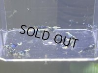 018　H【スプリットタイムセール！】SAMURAI BLUE 画像プラケ内丸ごとセット