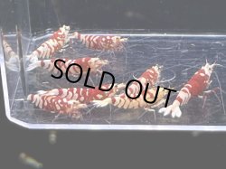 画像2: 029　C【スプリットタイムセール！】RED FANCY TIGER フルボディ種親♀ オール2センチオーバー  プラケース丸ごとセット