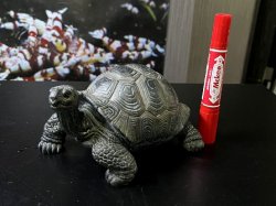 画像1: 030　Q【スプリットタイムセール！】動かないアルダブラゾウガメ ＊2日目の出品は終了となります