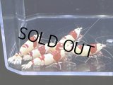 041　H【スプリットタイムセール！】アワード同クラス！トモノウラシュリンプのレッドビー プラケース丸ごとセット