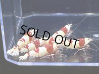 041　H【スプリットタイムセール！】アワード同クラス！トモノウラシュリンプのレッドビー プラケース丸ごとセット