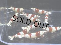 047　H【スプリットタイムセール！】抱卵2匹含むメス多め三好池のトシ バンドブリード プラケース内丸ごとセット