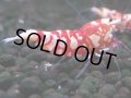 069　R【エニータイムRT】ノンブラでよろしければ超特価！RFTアダルト ほとんどメス個体！