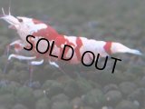 058　R【エニータイムRT】ノンブラでよろしければ超特価！RFTアダルト ほとんどメス個体！