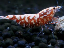 画像1: 012　A【エニータイムRT】夏に増やす！Fan Shrimpのレッドギャラクシー 抱卵多数！