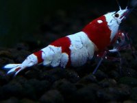 079　H【エニータイムRT】ハイグレードが生まれます！Y's Beeのレッドビーシュリンプ