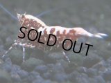 020　A【エニータイムRT】夏に増やす！Fan Shrimpのレッドギャラクシー 抱卵多数！抱卵してます