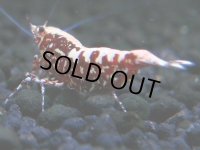020　A【エニータイムRT】夏に増やす！Fan Shrimpのレッドギャラクシー 抱卵多数！抱卵してます