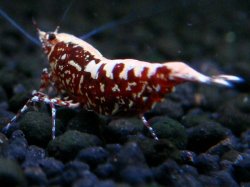 画像1: 020　A【エニータイムRT】夏に増やす！Fan Shrimpのレッドギャラクシー 抱卵多数！抱卵してます