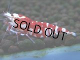 070　R【エニータイムRT】ノンブラでよろしければ超特価！RFTアダルト ほとんどメス個体！